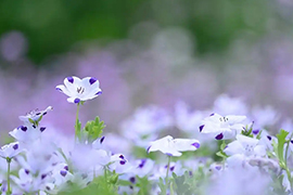 水瓶座的勇敢指数、自恋指数、贴心指数、年龄焦虑指数、缺德指数是什么样的